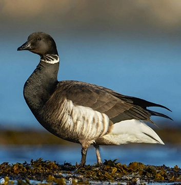 Brant Watching on Vancouver Island