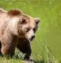 Vancouver Island Bear Watching Tours