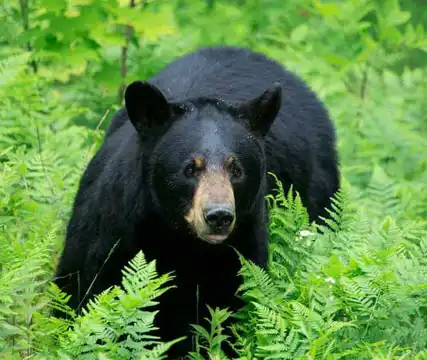 Black Bear Watching on Vancouver Island