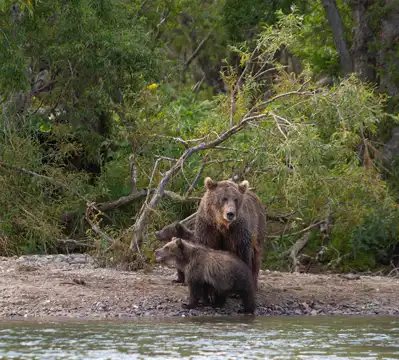 2-Day Ucluelet Bear Watching/Viewing + Aquarium Excursion