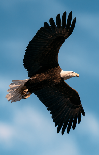 Sky wildlife portal