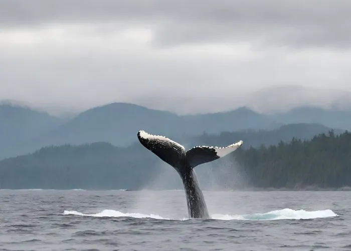 Whale Watching Tour: A 3-Day Victoria & Salish Sea Adventure - Vanisle ...