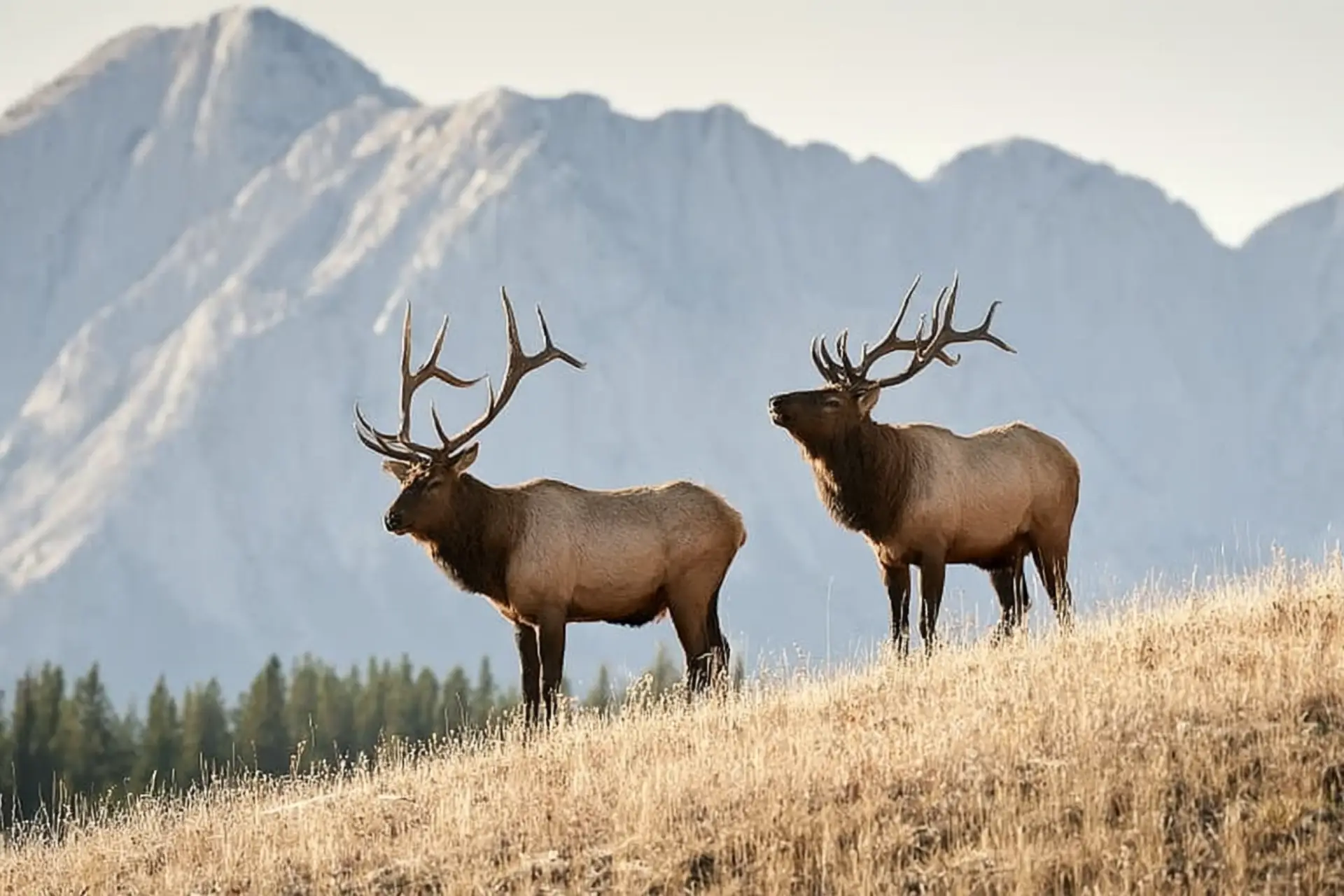 Spring Wildlife