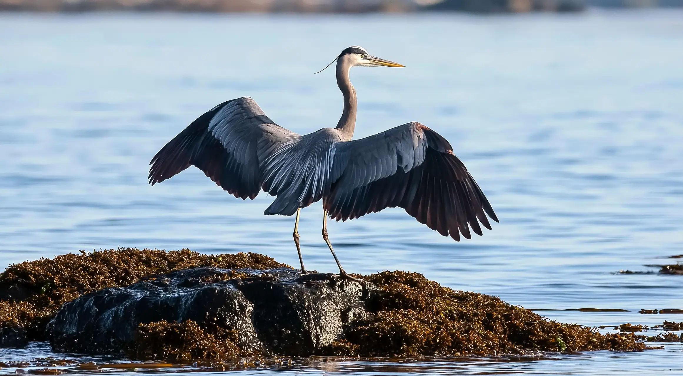 Secluded Vancouver Island Wildlife Sanctuary