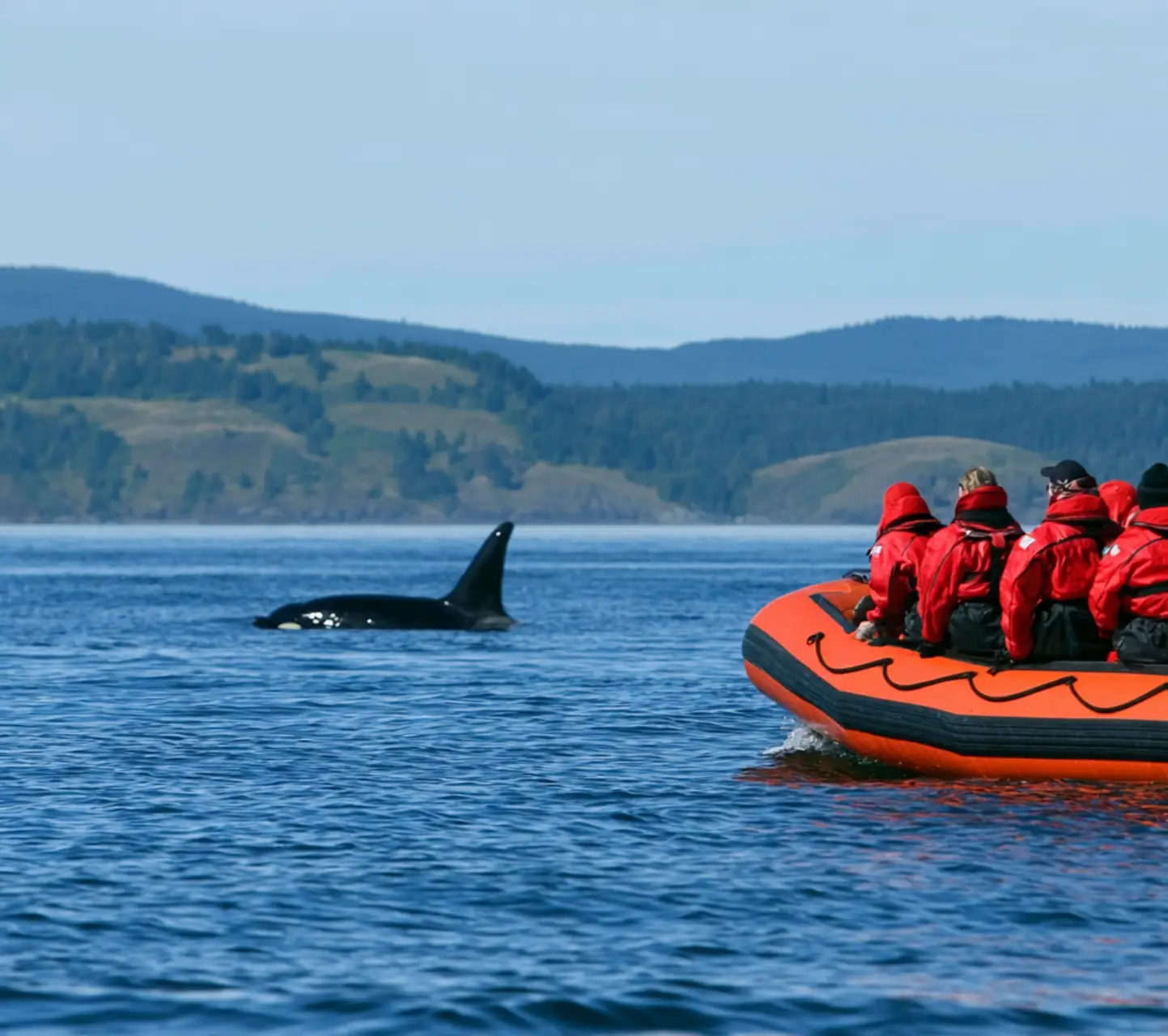 Vancouver Island Whale Watching Hotspots