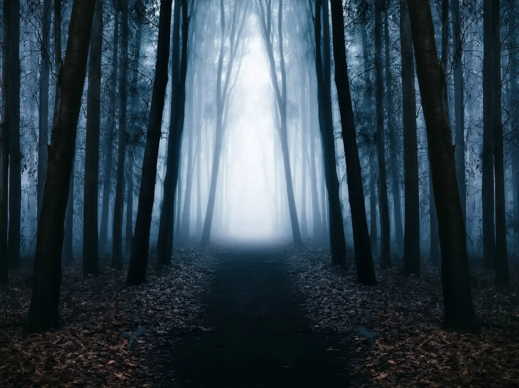 Old Growth Forest