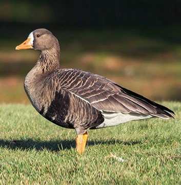 Greater White-fronted Goose Watching on Vancouver Island