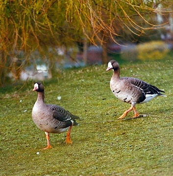 Canada Goose Watching on Vancouver Island