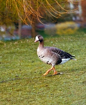 Canada goose clearance vancouver island