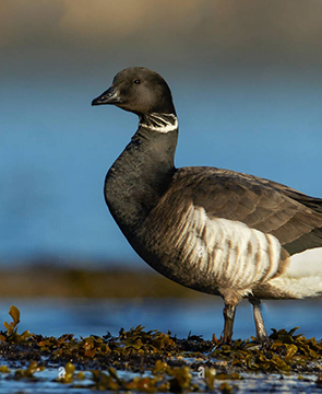 Canada goose outlet in vancouver kaufen