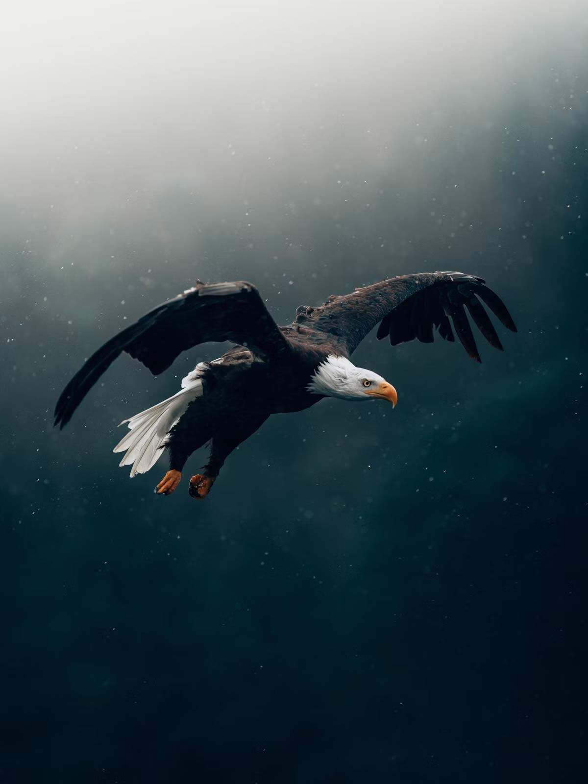 Sky wildlife portal