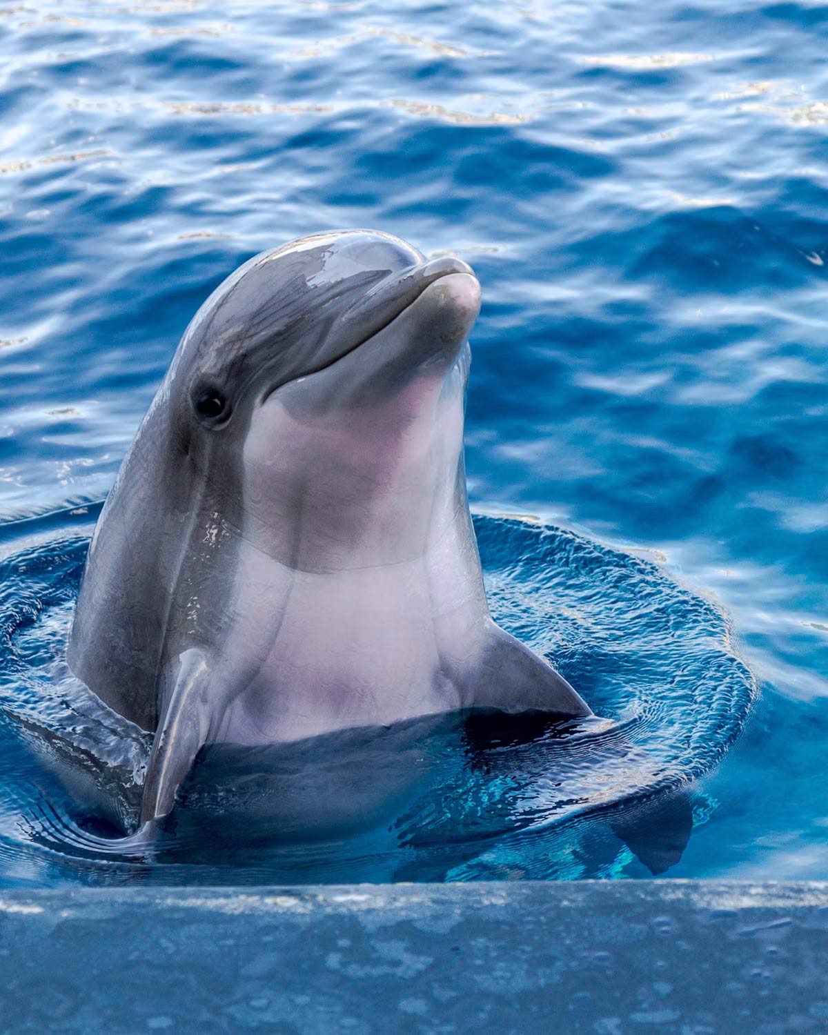 Ocean wildlife portal