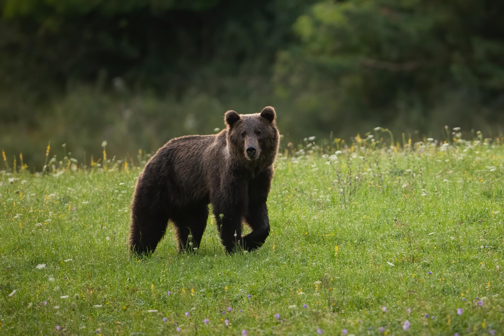 Vancouver Island Wildlife Exploration