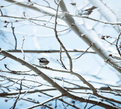 Birding in Winter