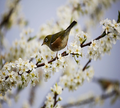 Birding in Spring