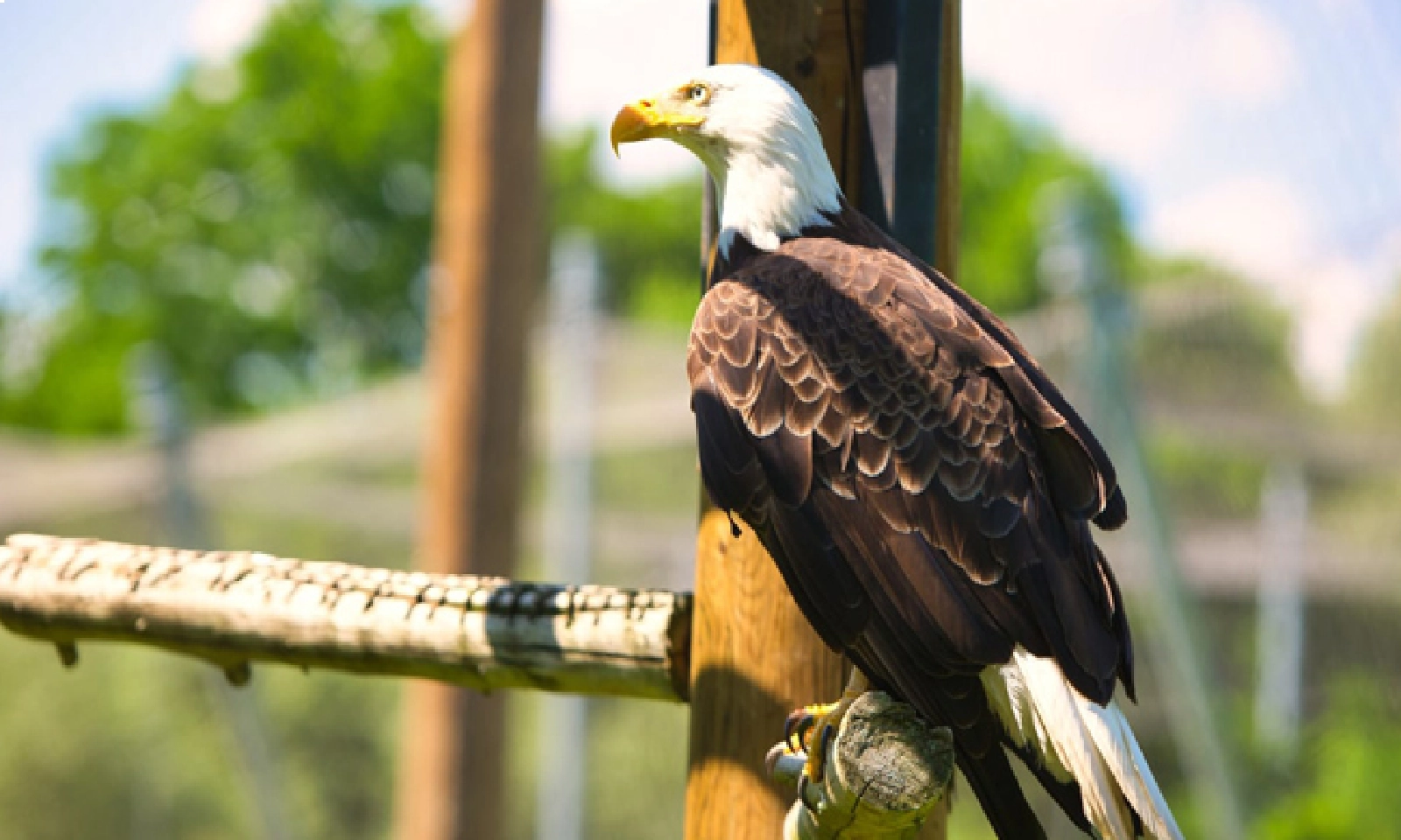 Vancouver Island Bird Watching Hotspots