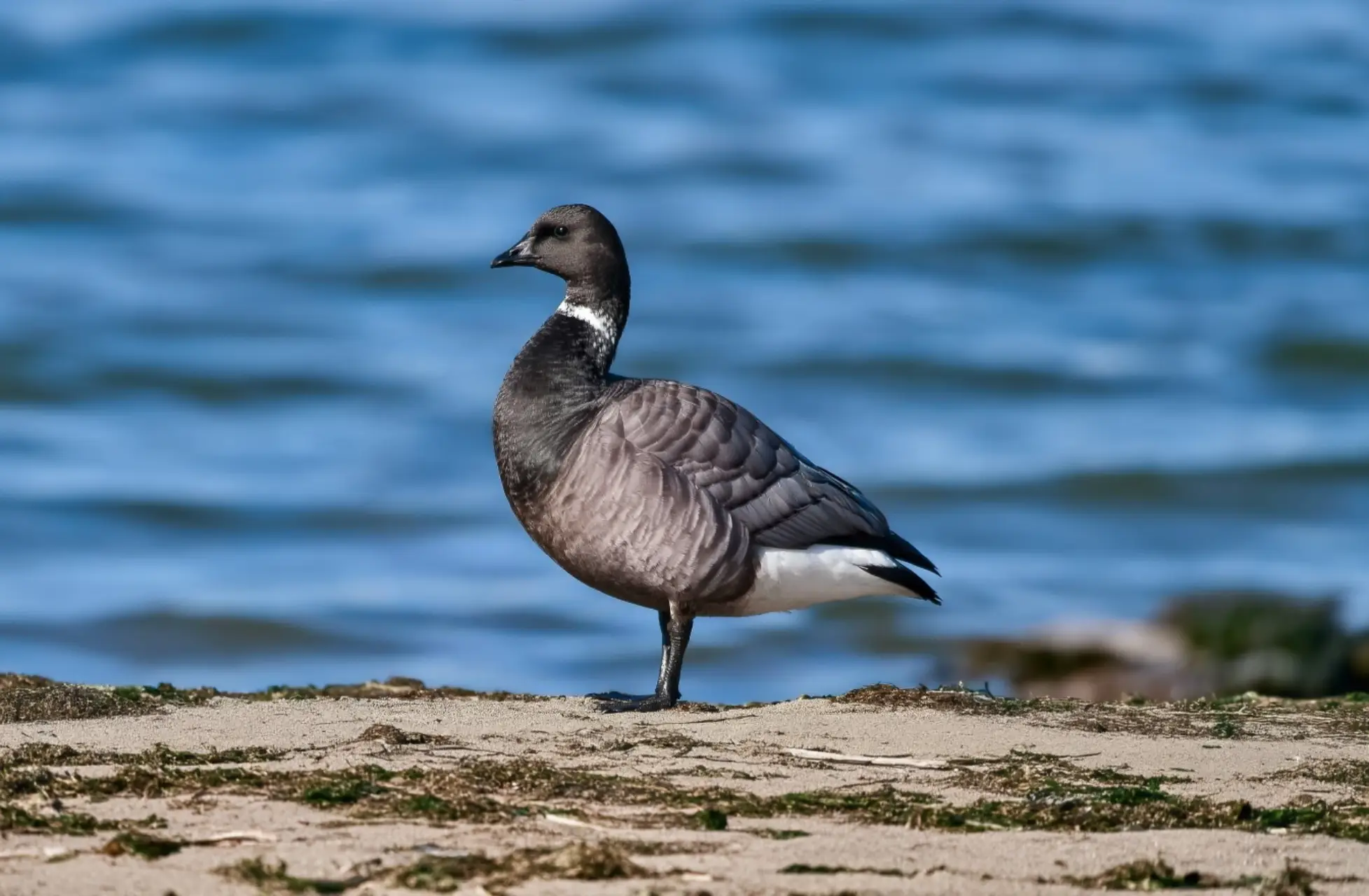 Brant