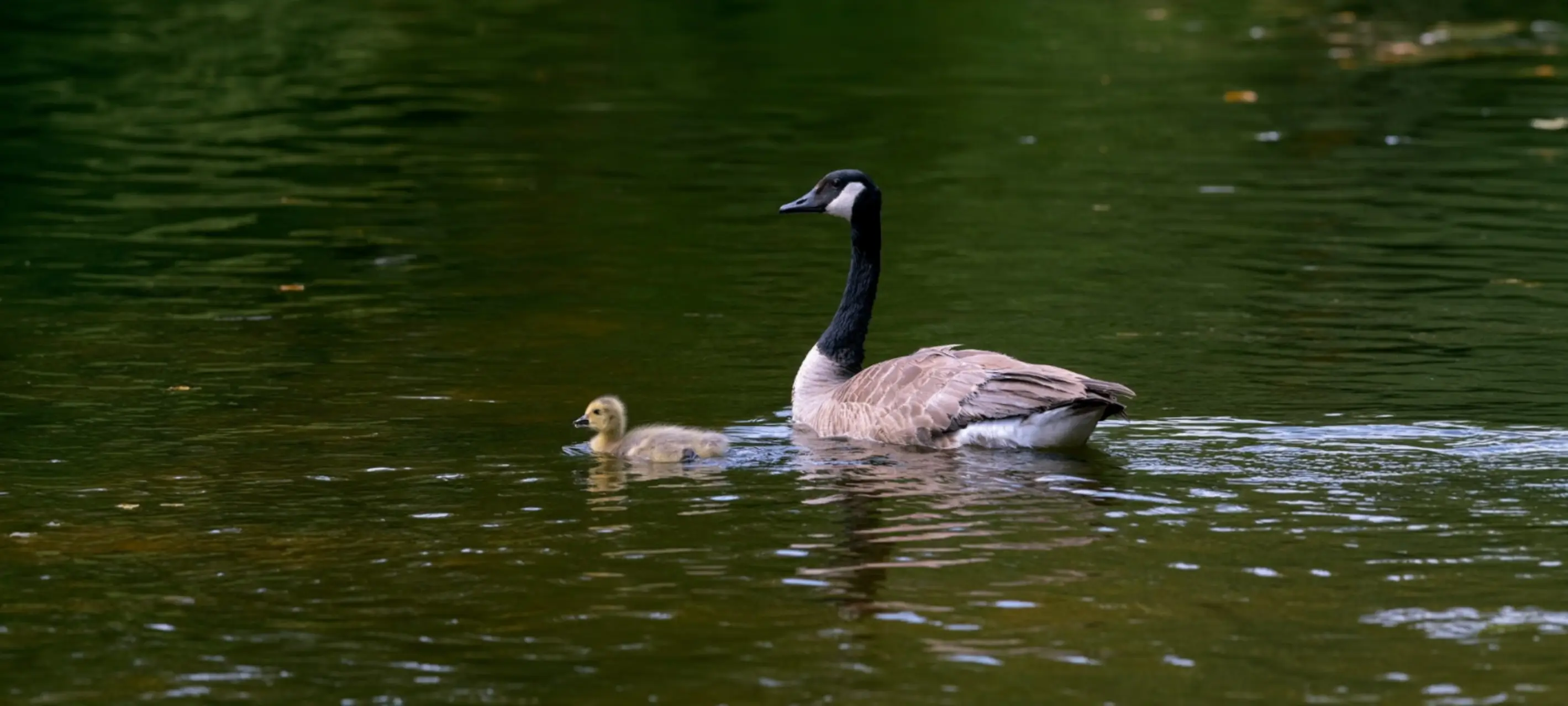 Canada Goose