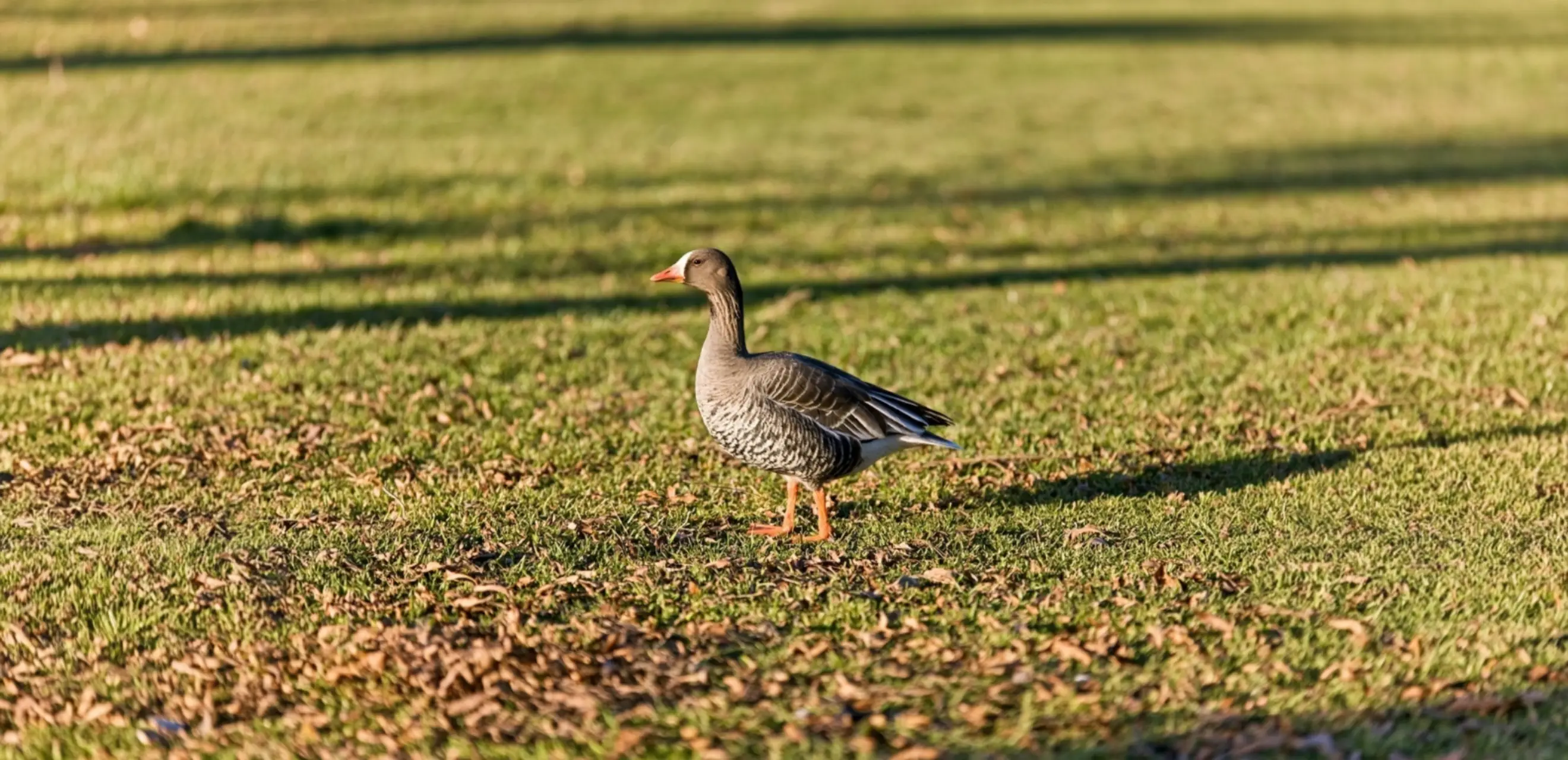 Greater White-fronted Goose