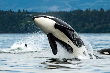 Spring on Vancouver Island