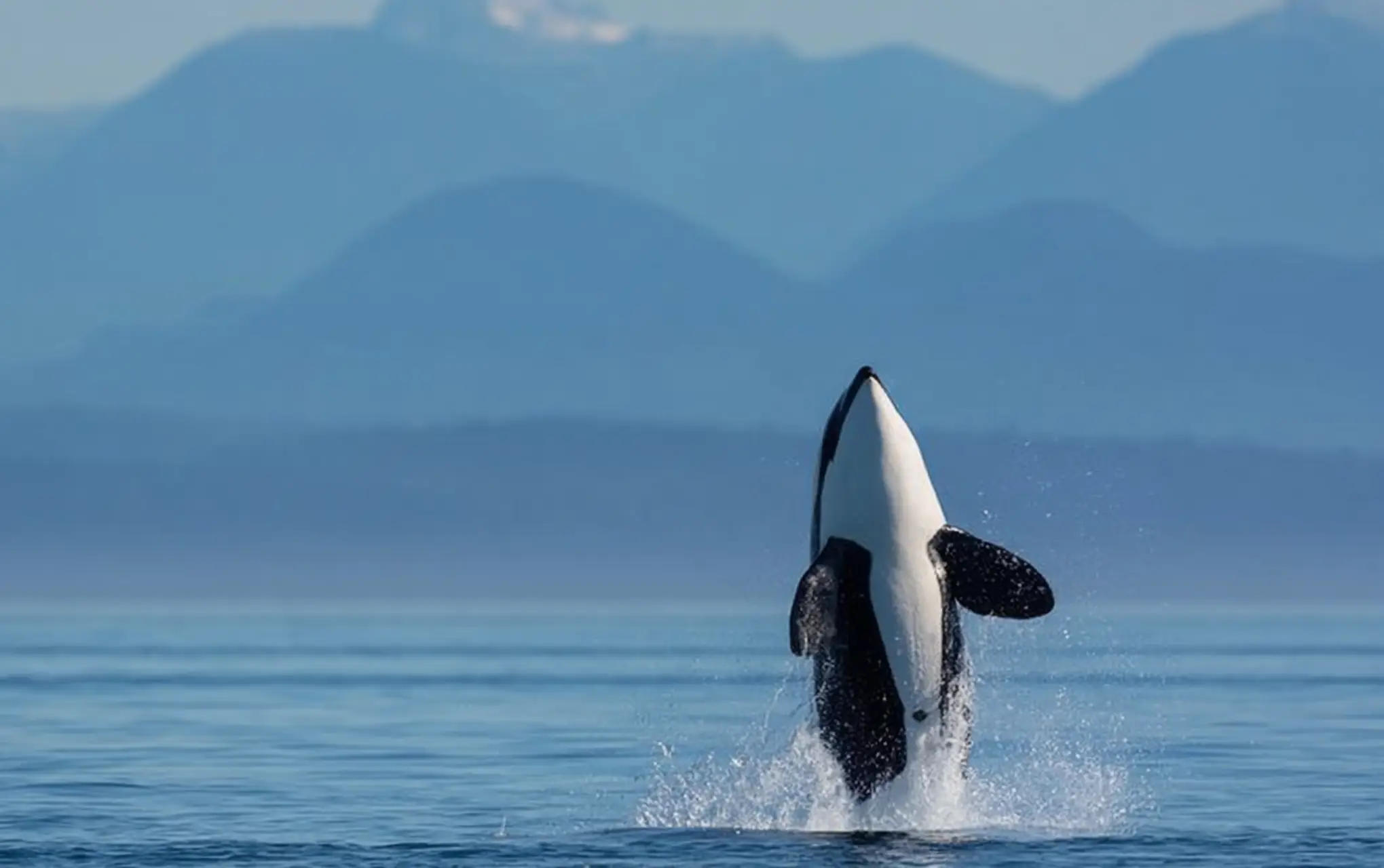 Humpback whale fluke diving into ocean