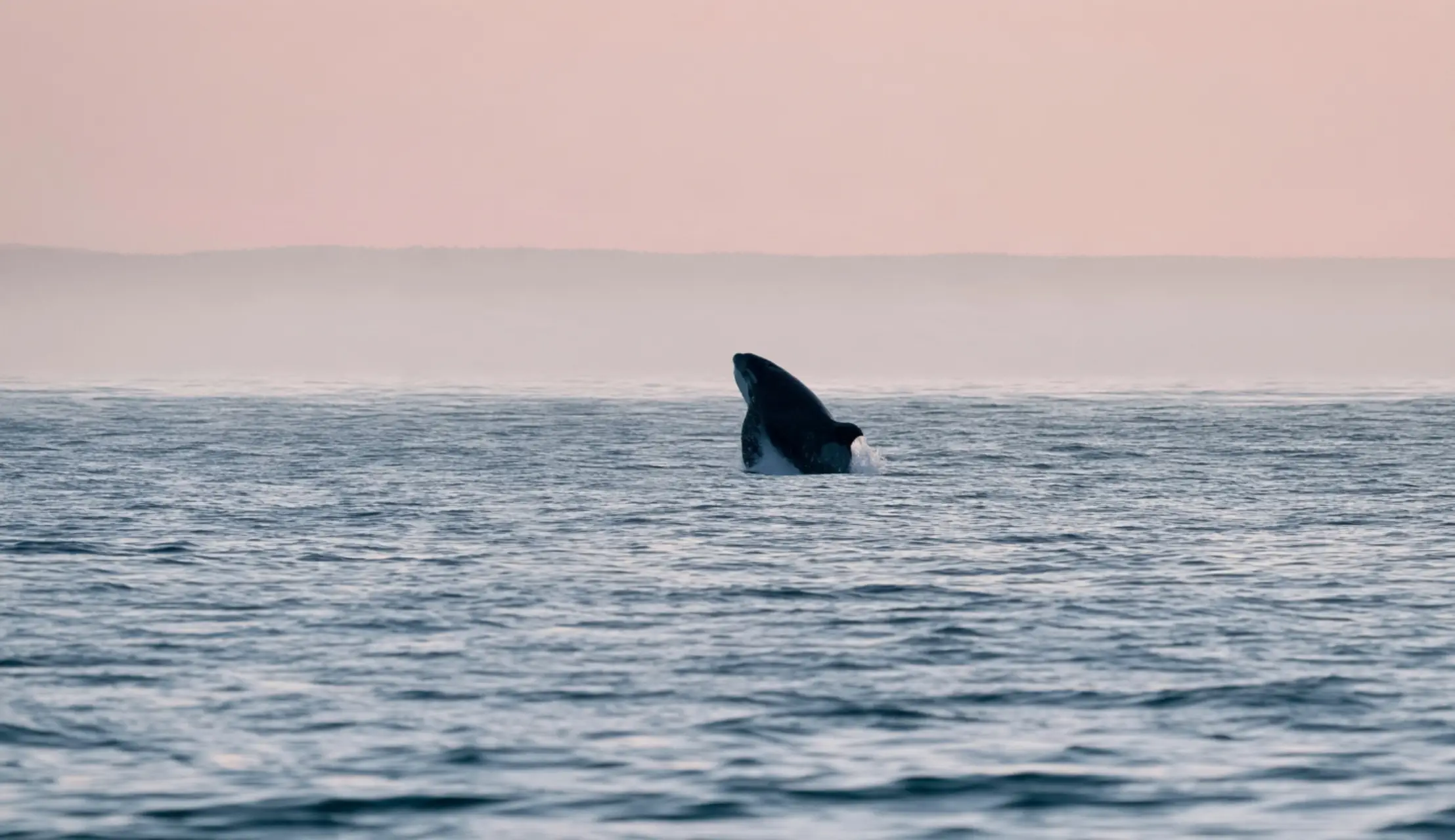 Whale pod surfacing along Vancouver Island coastline