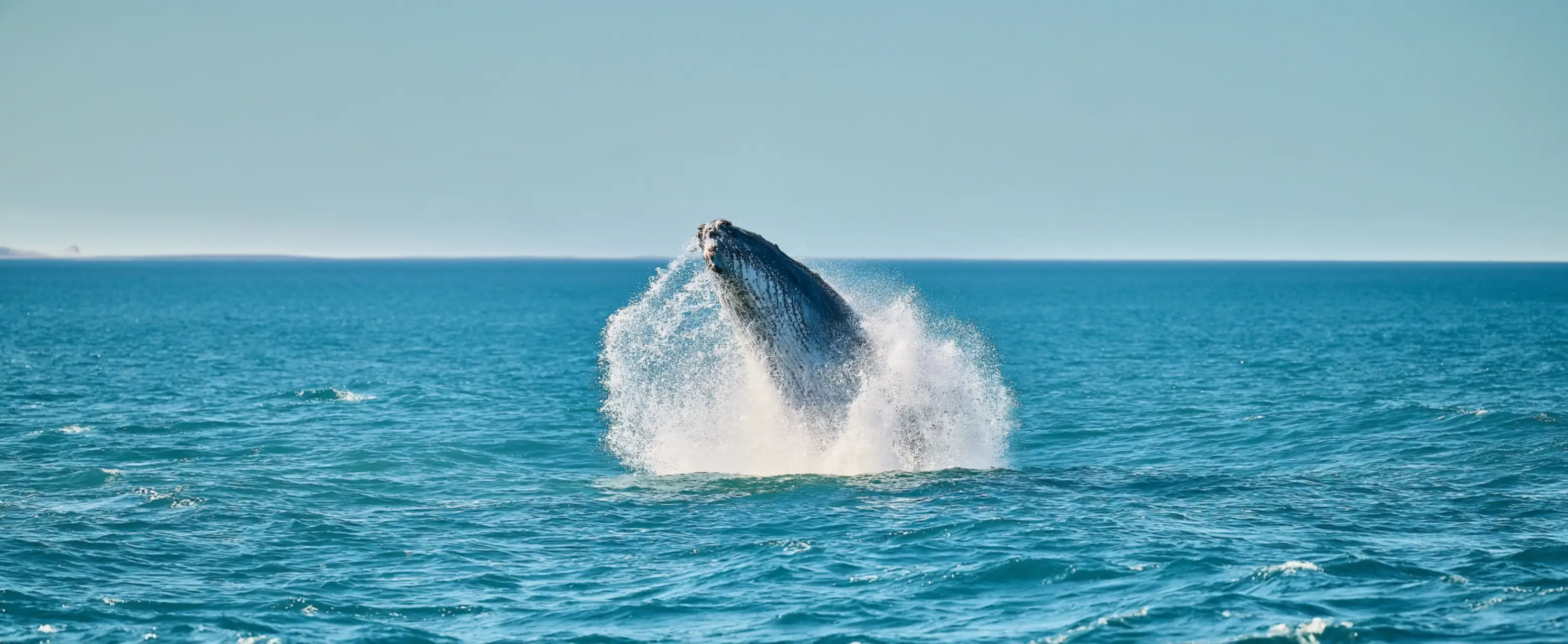 Whale on Vancouver Island