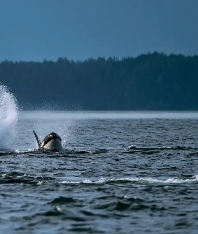 Orca / Killer Whale Watching on Vancouver Island