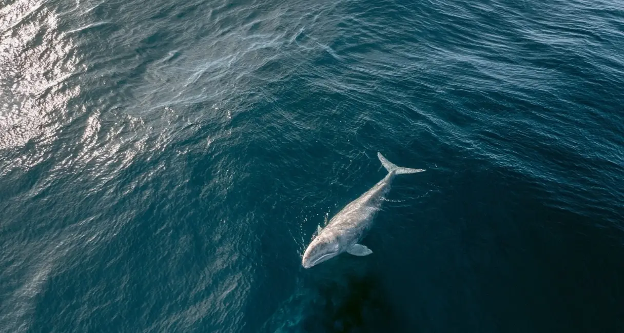 Gray Whale Watching on Vancouver Island