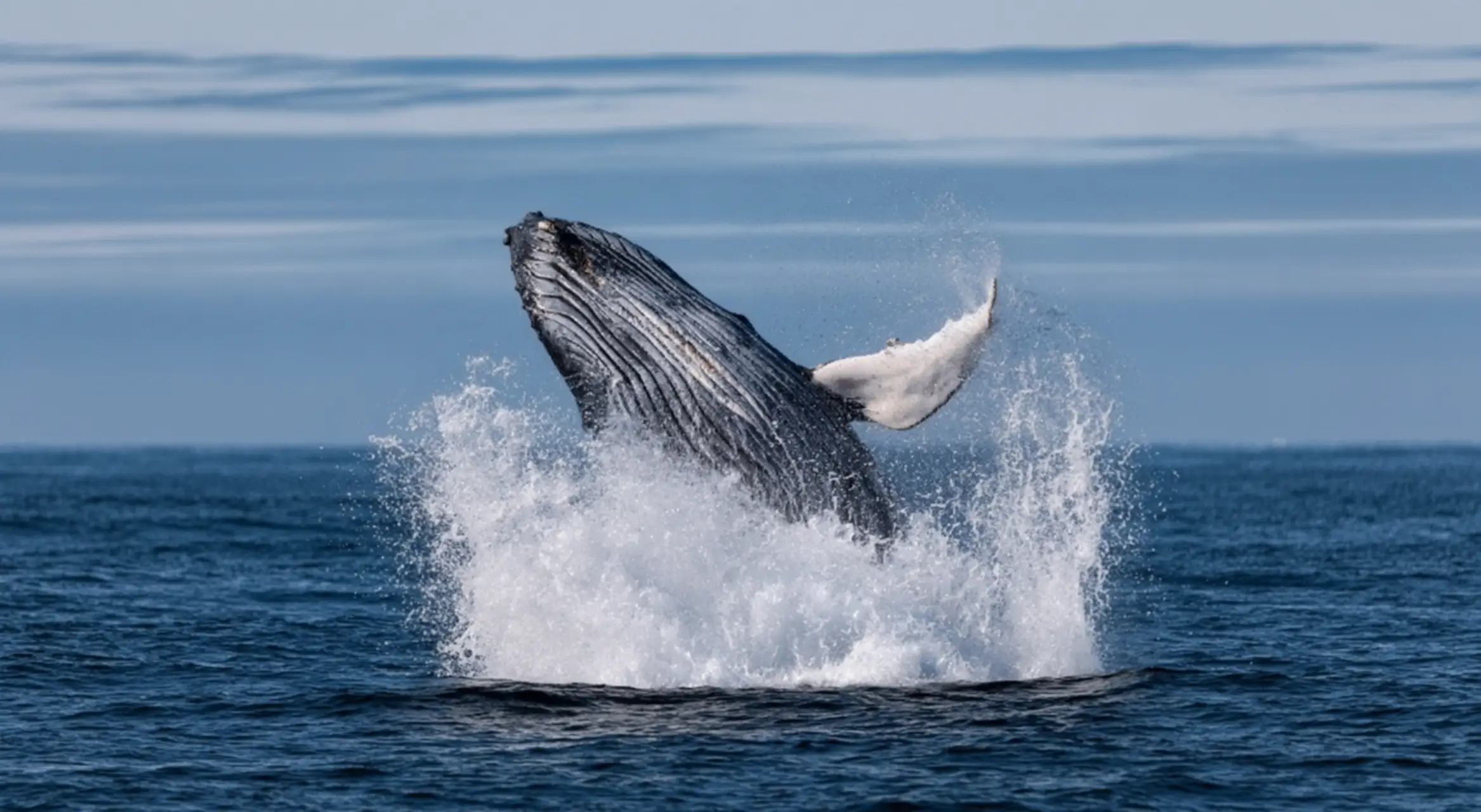 Summer Whale Watching