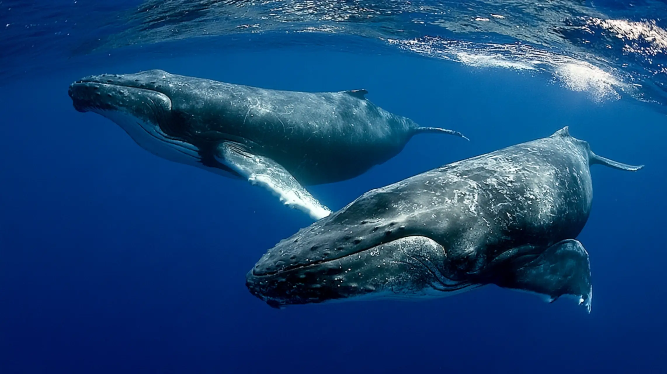 Spring Whale Watching