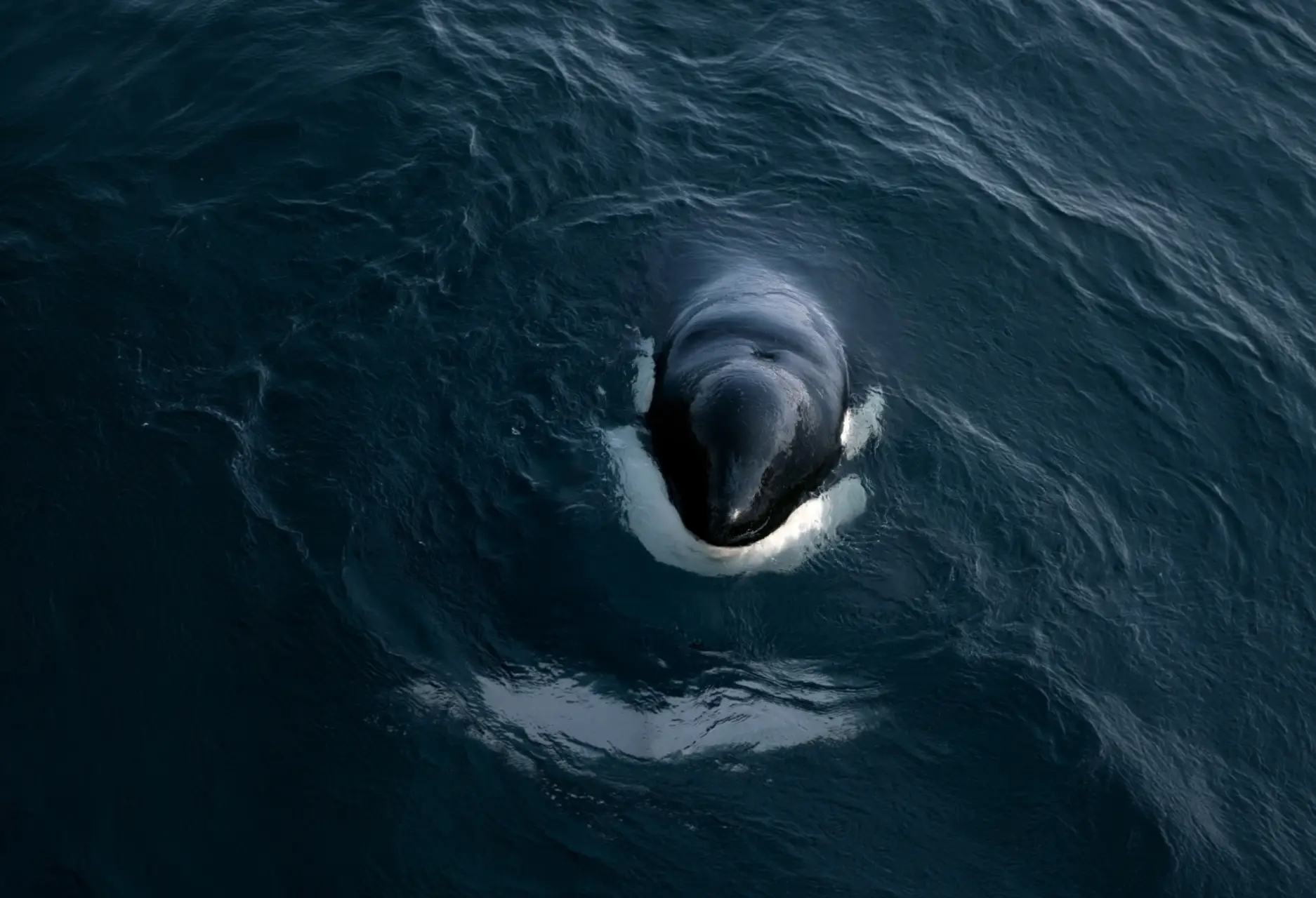 Whale Watching FAQs