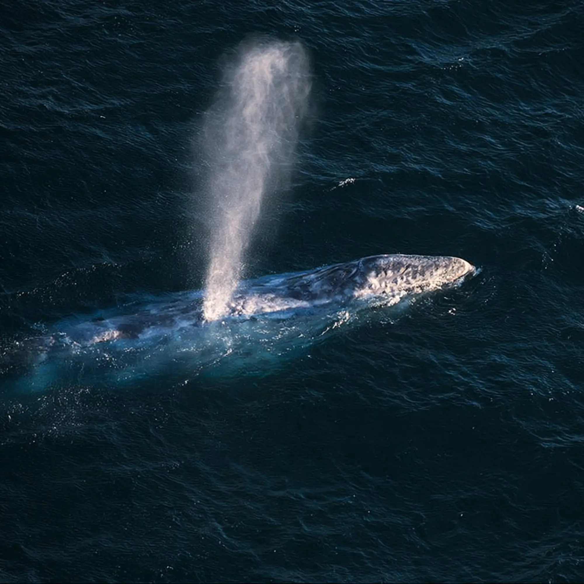 Fall Whale Watching