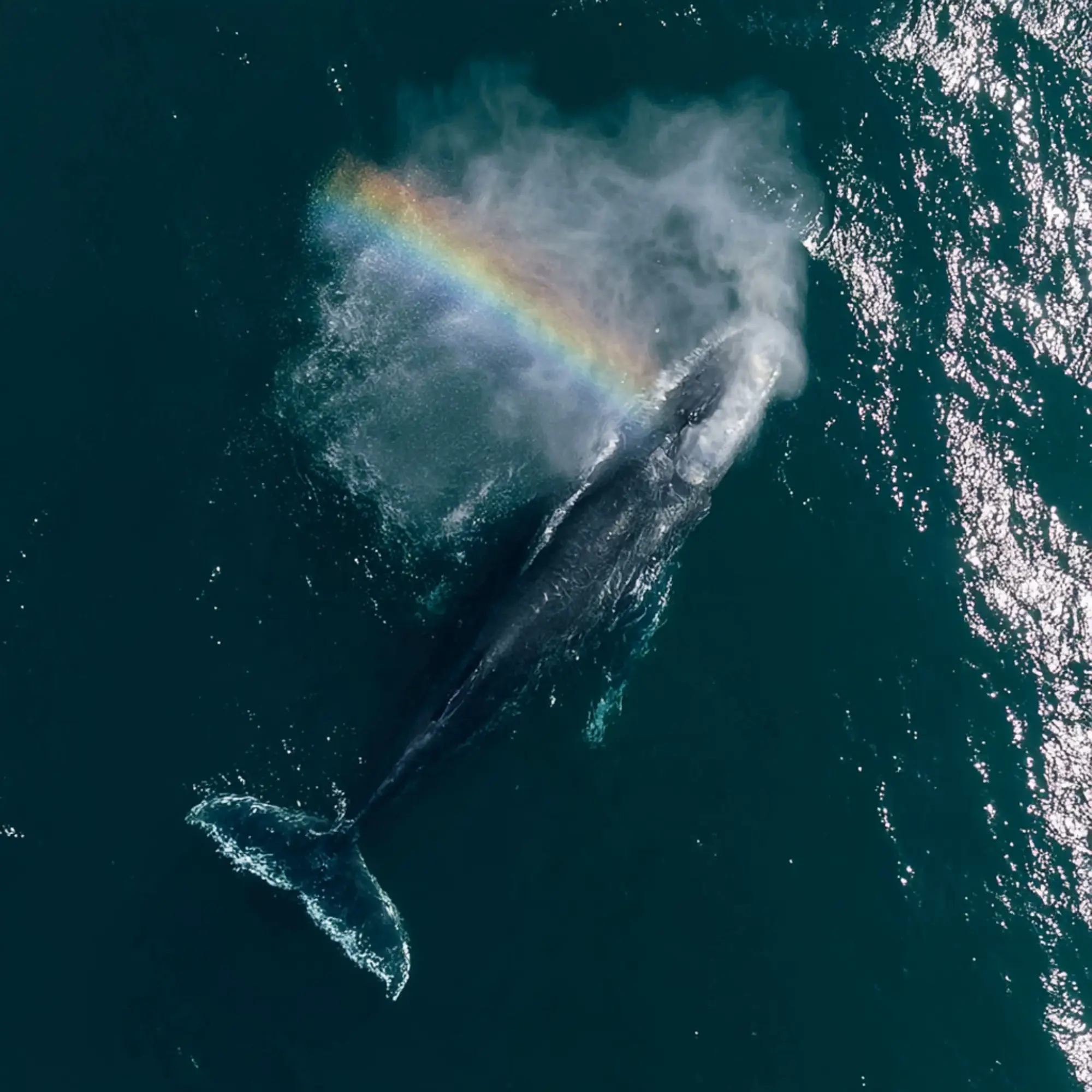 7 Tips for the Best Whale Watching