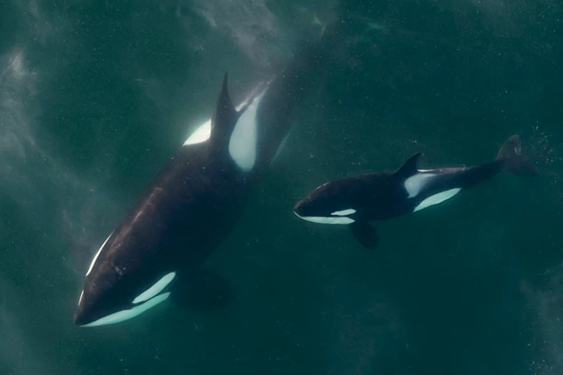 Whale Watching Prices