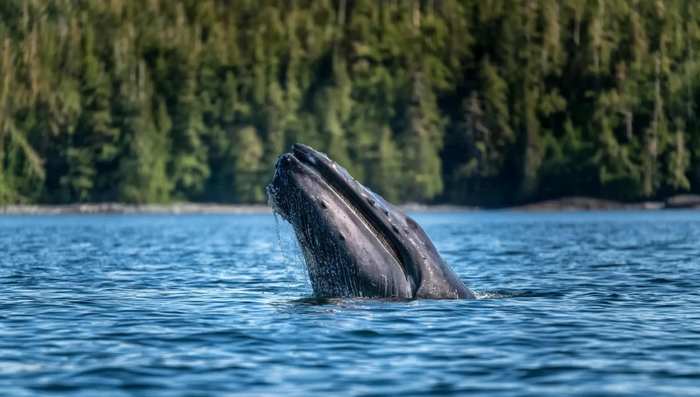 When Is the Best Time for Whale Watching