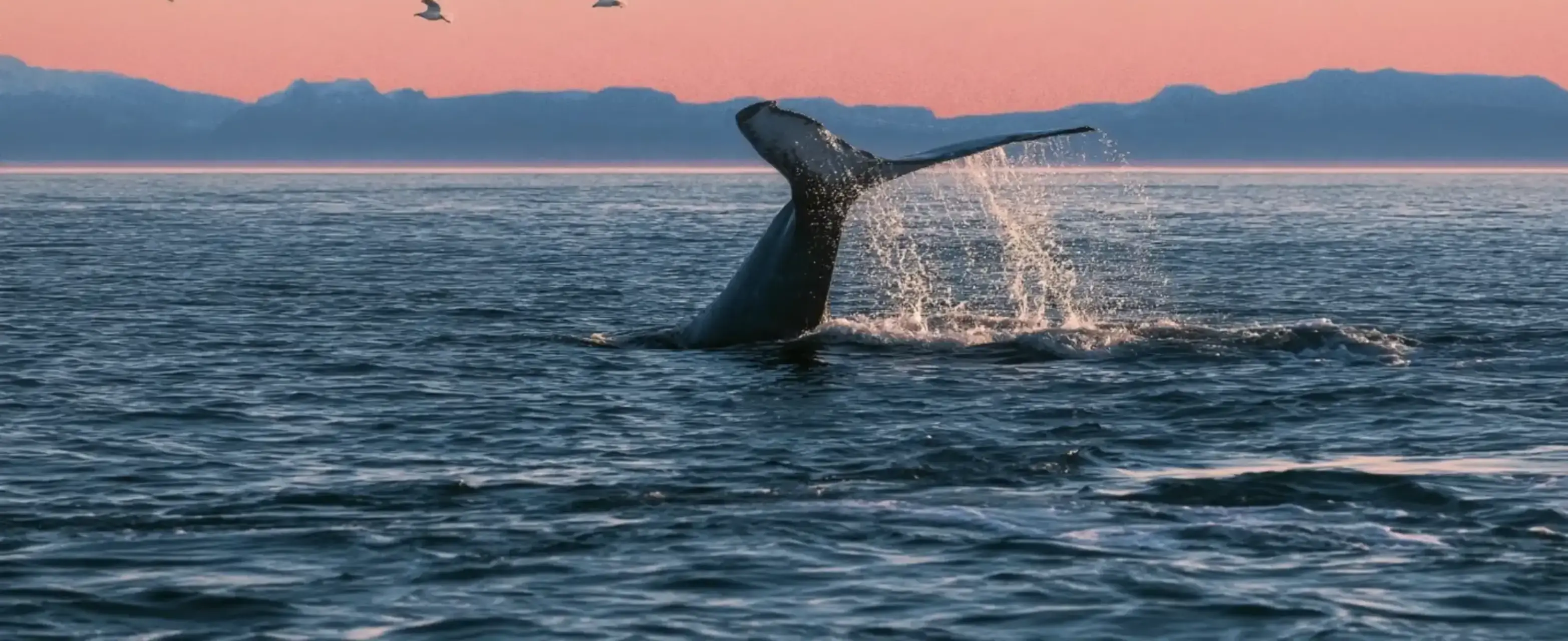 7 Top Whale-Watching Destinations