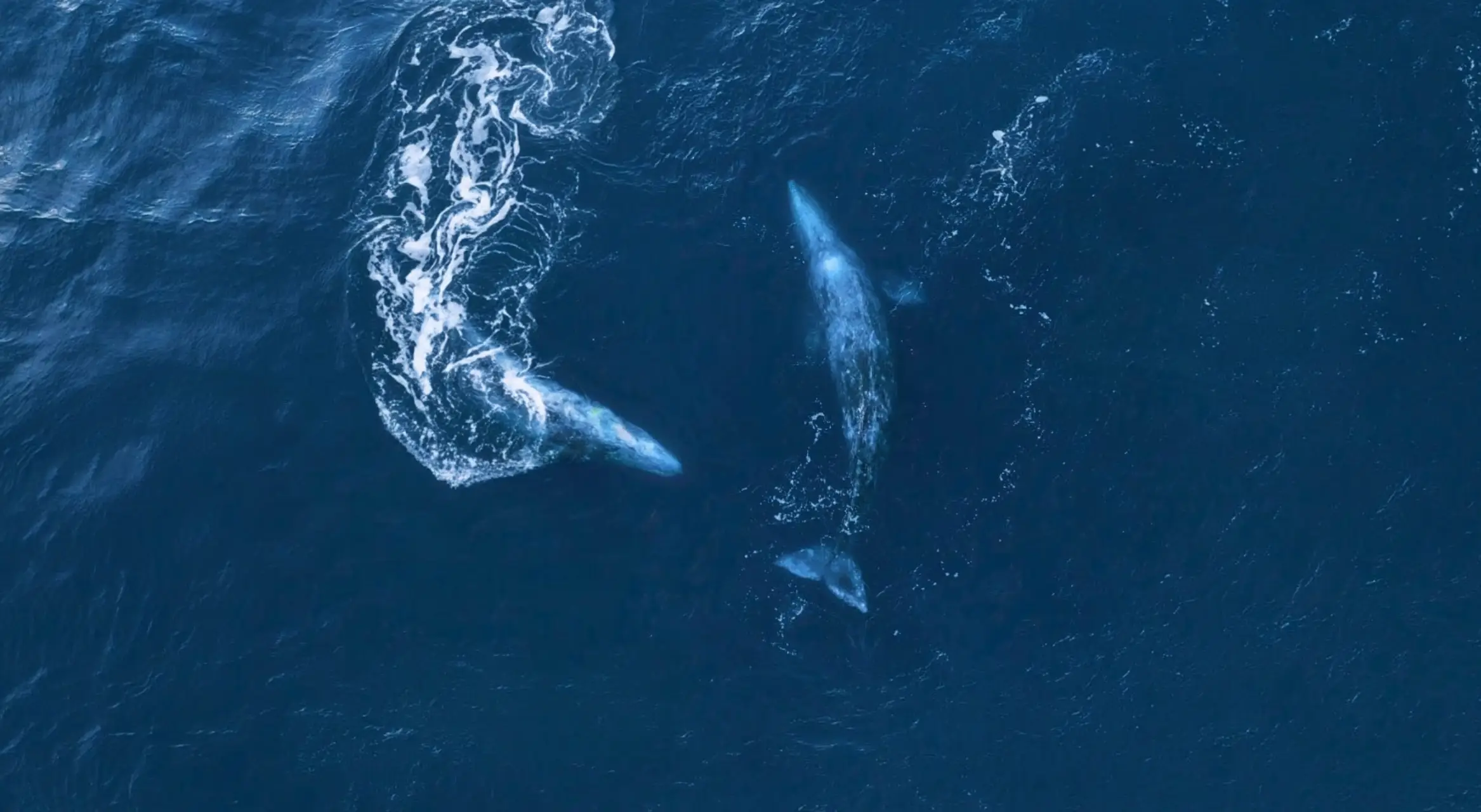 Best Location for Whale Watching