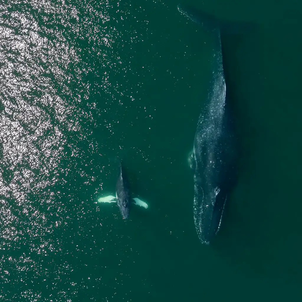 Winter Whale Watching
