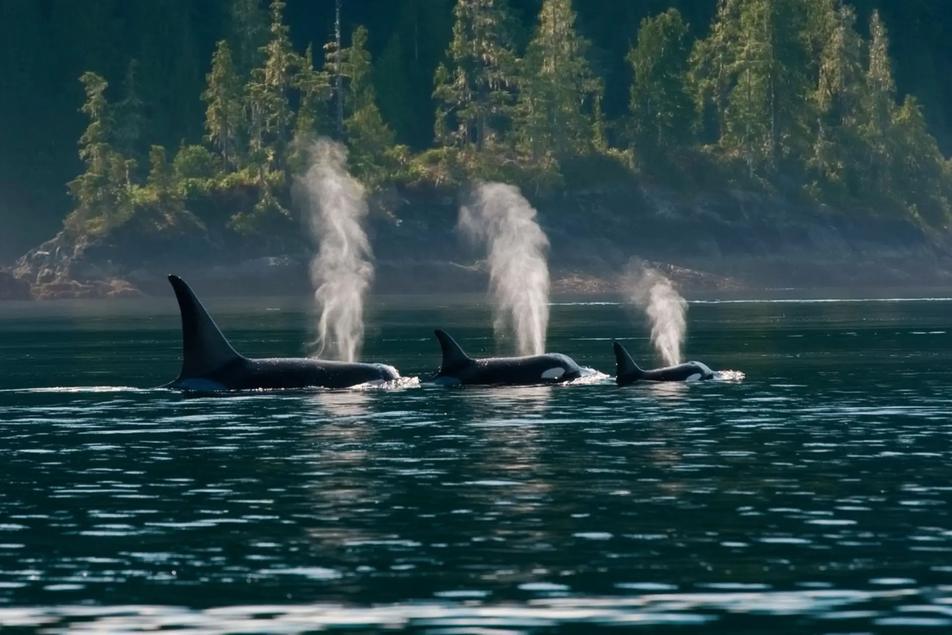 10 Interesting Facts About Whales