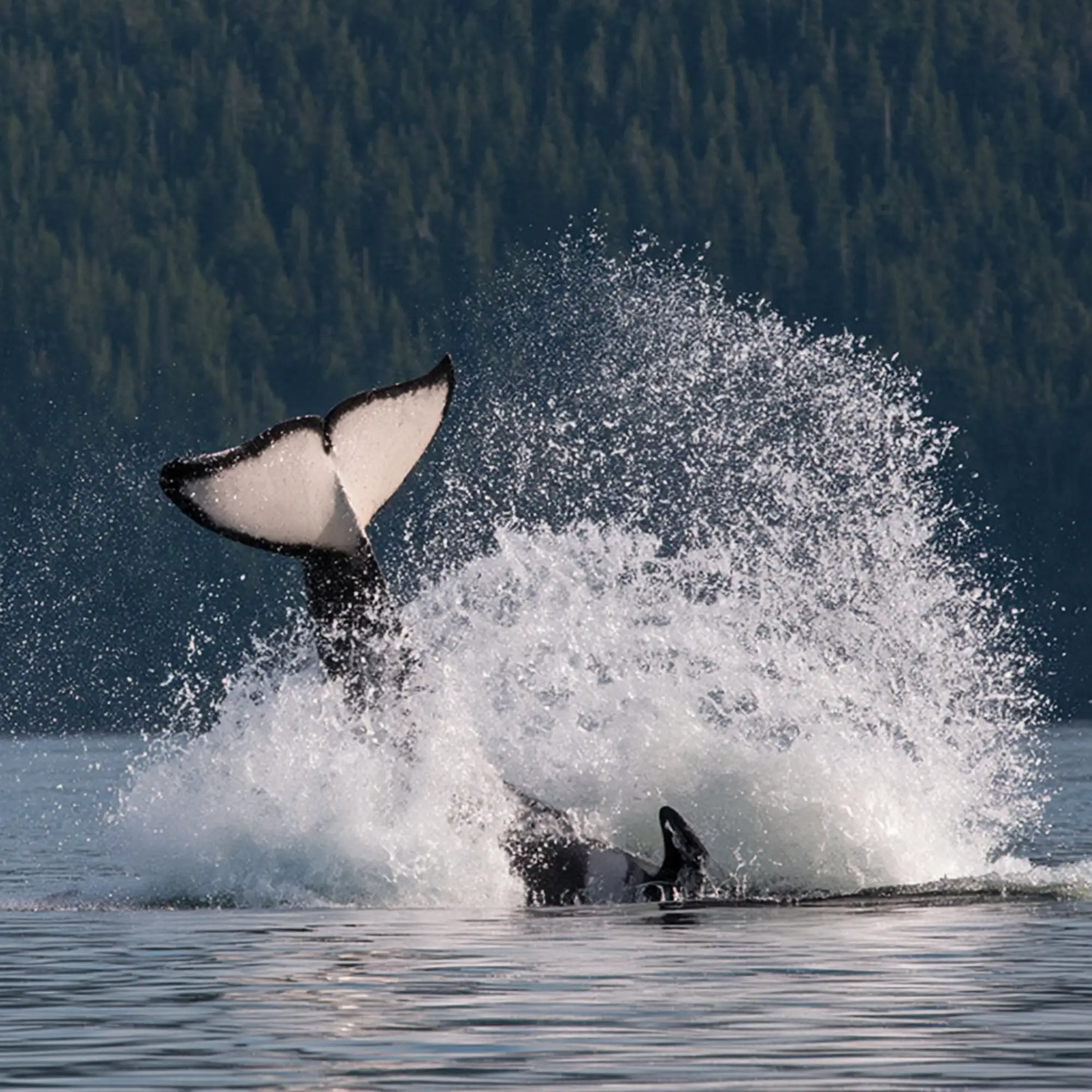 The Best Whale Watching Tour Guide