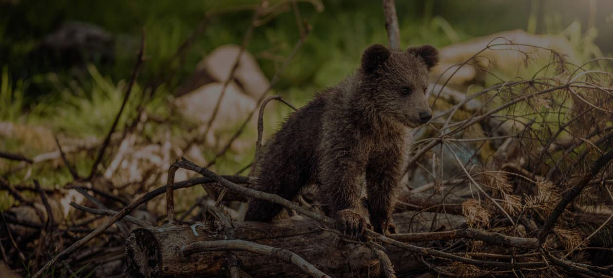 Vancouver Island Bear Watching