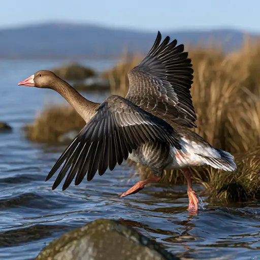 Greater White-fronted Goose