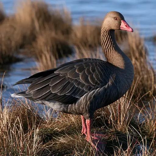 Canada Goose on Vancouver Island