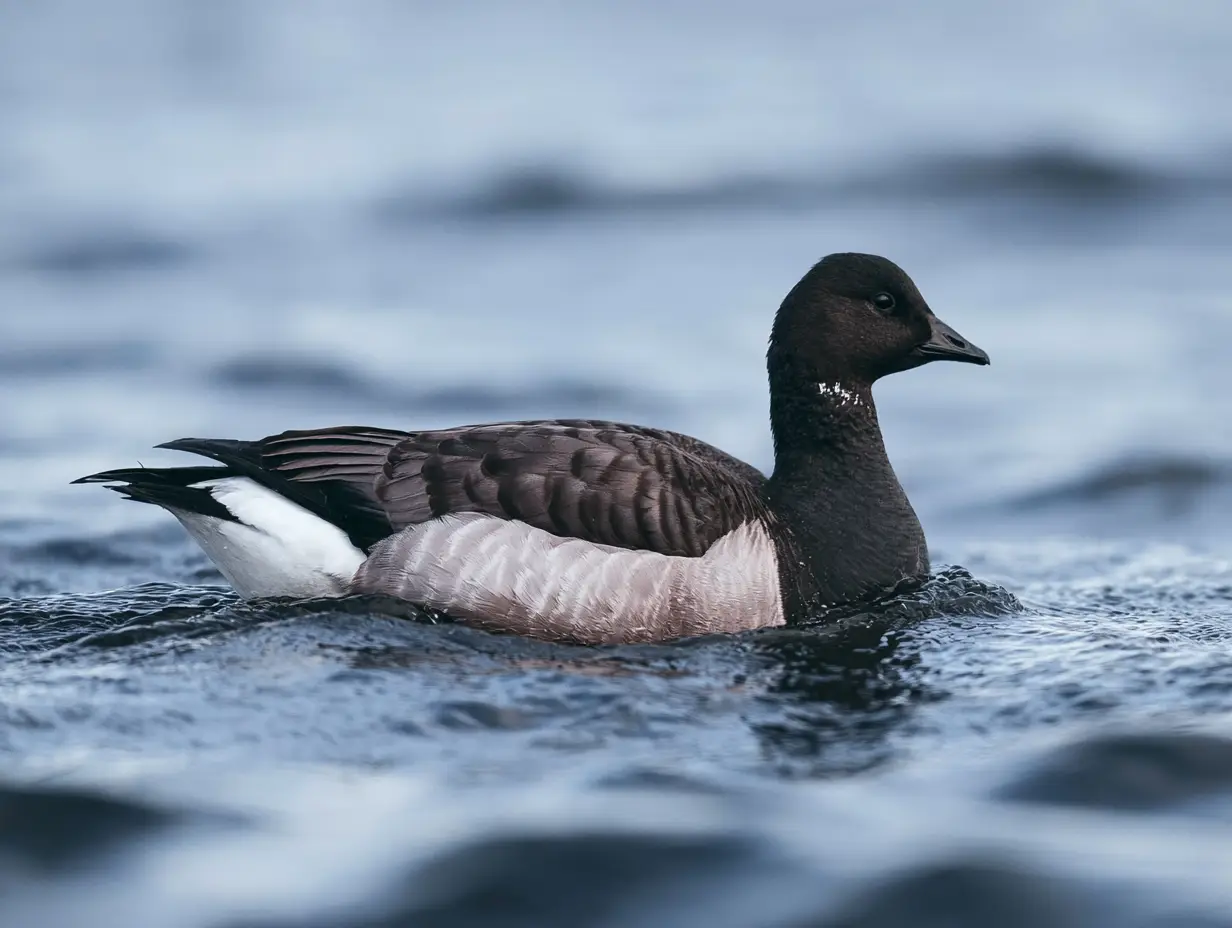 Brant Goose