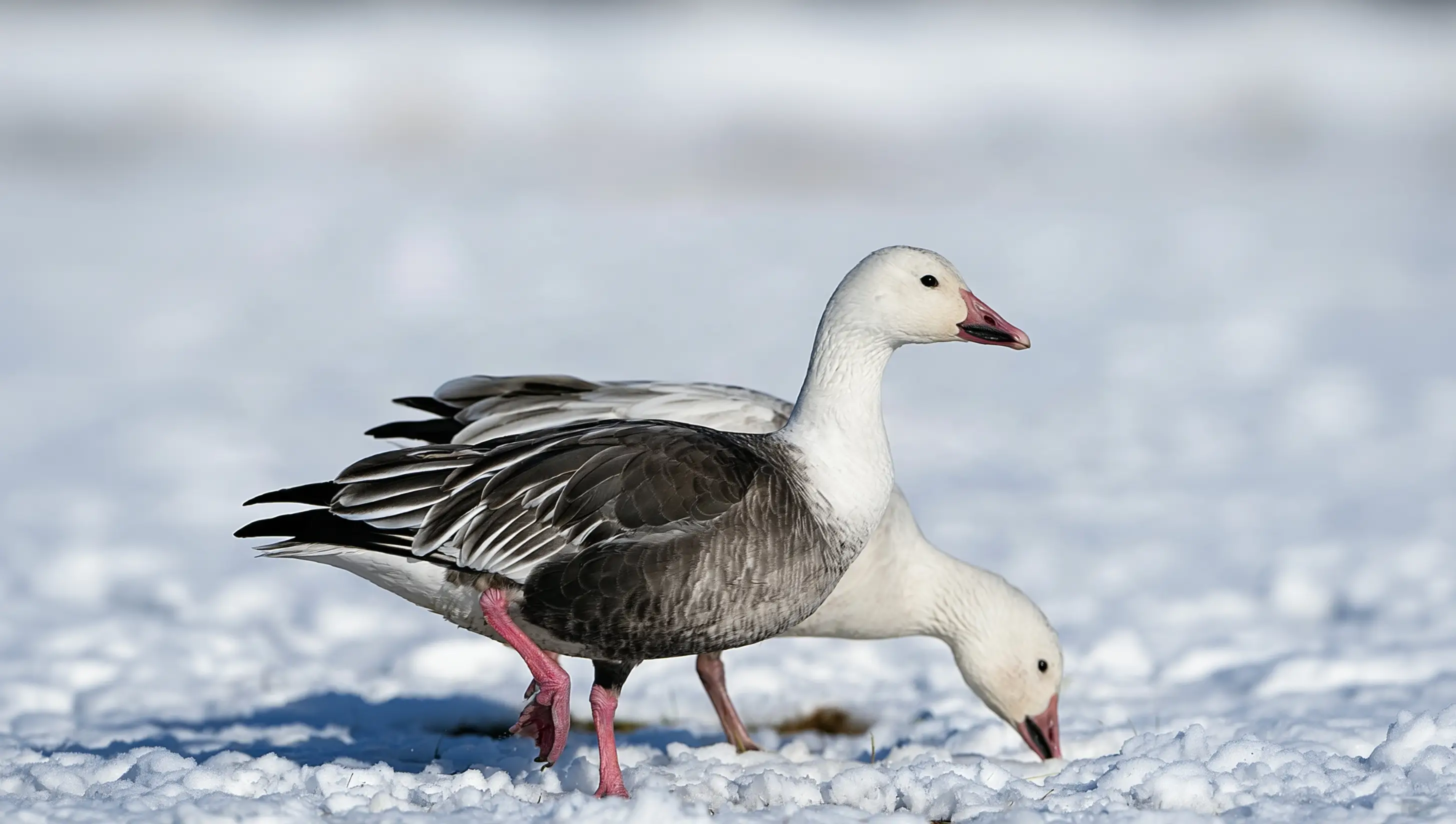 Vancouver Island Gooses