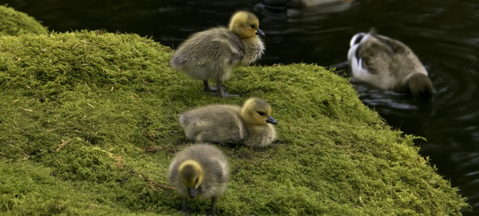 Flock of gooses