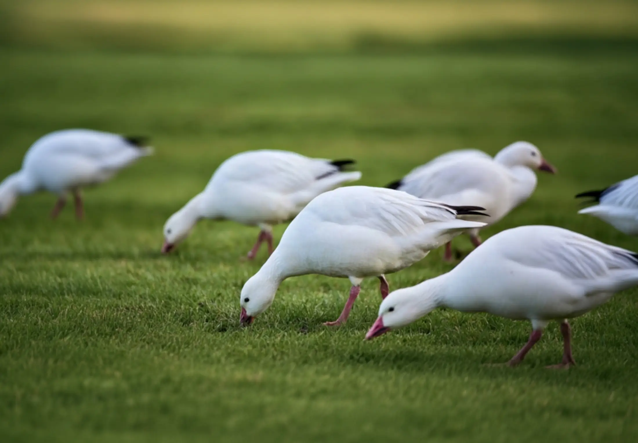 How Much Goose Watching Cost