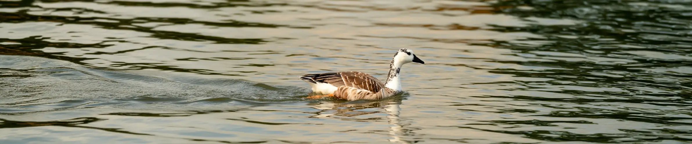 Vancouver Island Birds