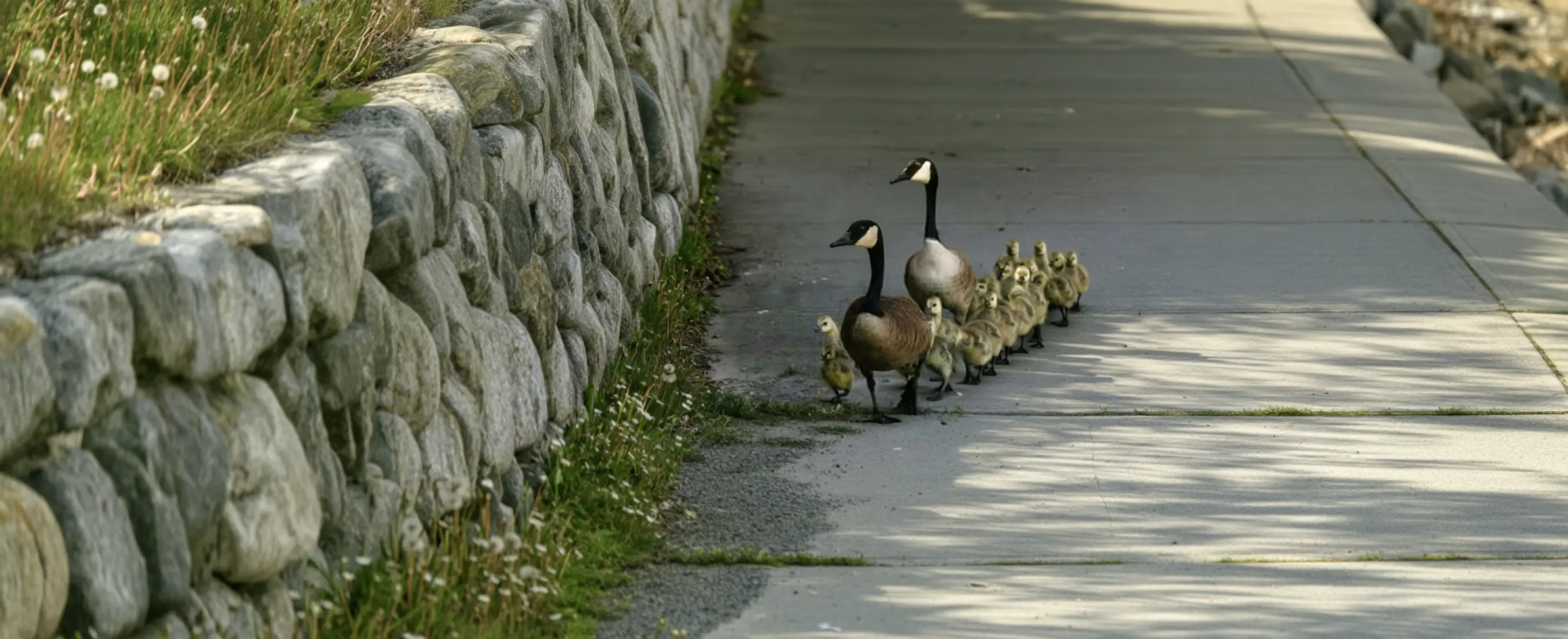 Common Questions About Goose Watching